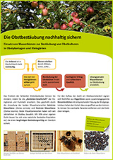 Mauerbienen als Obstbestäuber