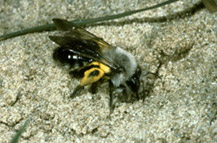 Andrena vaga kehrt pollenbeladen zum Erdnest zurück.