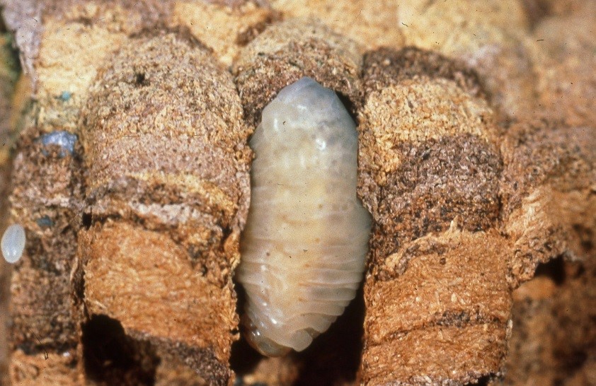 Die Larven können mit ihren Kieferzangen an den Zellwänden kratzen und erzeugen ein rhyhtmisches Geräusch, das sogenannte Hungerkratzen
