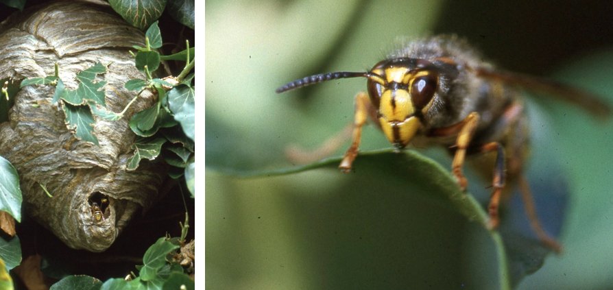 Nest der ebenfalls sehr selten gewordenen „Mittleren Wespe“ (Dolichovespula media) oder „Kleinen Hornisse“, stets angelegt in Hecken oder im Gezweig von Bäumen. Gesichtsfeld-„Maske“ dieser Wespe.