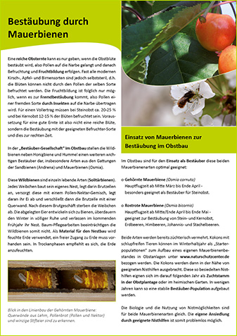 Mauerbienen