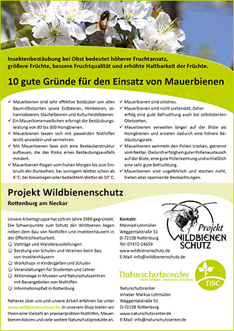 Mauerbienen