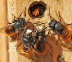 Das Nest der Mauerbiene (Osmia cornuta und Osmia bicornis)