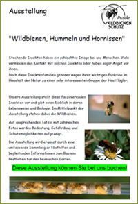 Ausstellung über 'Wildbienen, Hummeln & Hornissen'