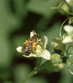 Weibchen der Zaunrüben-Sandbiene an männlicher Blüte der Zweihäusigen Zaunrübe